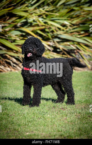 Poilue de couleur noire labradoodle chien sur l'herbe Banque D'Images