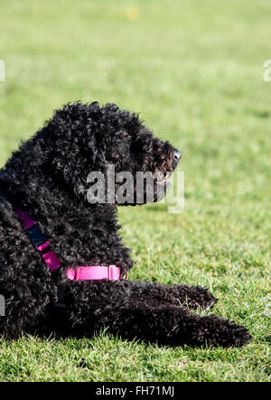 Poilue de couleur noire labradoodle chien sur l'herbe Banque D'Images