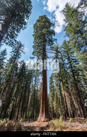 Séquoias Géants (Sequoiadendron giganteum), Tuolumne Grove, Yosemite National Park, Californie, Noramerika Banque D'Images