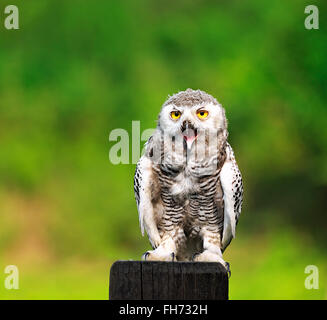 Owl Bubo scandiacus (neige, Bubo scandiaca, Nyctea scandiaca), captive, Kasselburg, Vulkaneifel, Rhénanie-Palatinat, Allemagne Banque D'Images