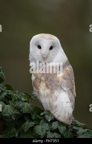 Effraie des clochers (Tyto alba), adulte, perché sur un arbre, captive, Royaume-Uni Banque D'Images