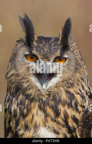 Eagle Rock Eagle Owl ou Indien d'Amérique (Bubo bengalensis), avec bec ouvert, captive, Royaume-Uni Banque D'Images