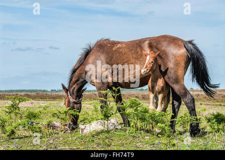 Wild New Forest Pony Mare avec son ennemi au New Forest Wildlife Park près de Lyndhurst, dans le sud-est de l'Angleterre Banque D'Images