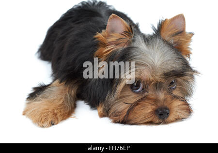 Joli chiot Yorkshire Terrier de l'isolated on white Banque D'Images