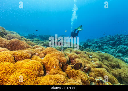 Sous-marin Plongeur examiner de près les coraux Banque D'Images