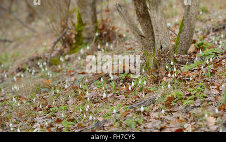 Forêt et snowdrop saison des fleurs au printemps Banque D'Images