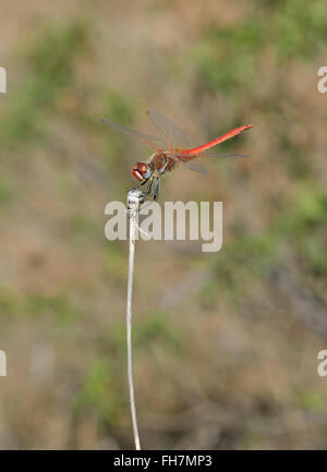 Red-Veined Vert Libellule Sympetrum fonscolombei - Homme perché sur stick Banque D'Images