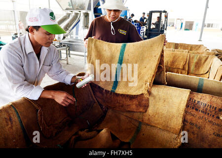 La culture du cacao dans la province de Ben Tre, Vietnam Banque D'Images