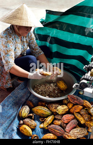 La culture du cacao dans la province de Ben Tre, Vietnam Banque D'Images