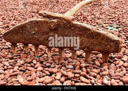 La culture du cacao dans la province de Ben Tre, Vietnam Banque D'Images