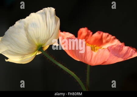 Close up of white roses et coquelicots Banque D'Images