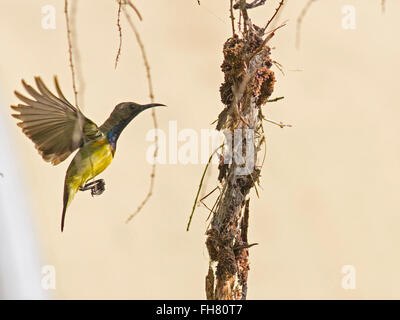 Un mâle à dos olive Sunbird la construction du nid dans un jardin dans la banlieue de Bangkok Banque D'Images