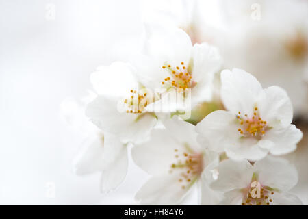 WASHINGTON DC — Une vue rapprochée montre des cerisiers Yoshino blancs en fleurs au Tidal Basin. Ces arbres à fleurs, un cadeau du Japon en 1912, sont au centre du festival annuel national des cerisiers en fleurs. Banque D'Images