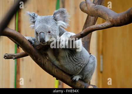 Le Koala (Phascolarctos cinereus) dans Zoo d'Édimbourg, Écosse, Royaume-Uni Banque D'Images