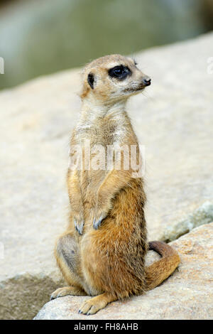 Meerkat (Suricata suricatta) dans Zoo d'Édimbourg, Écosse, Royaume-Uni Banque D'Images