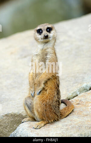 Meerkat (Suricata suricatta) dans Zoo d'Édimbourg, Écosse, Royaume-Uni Banque D'Images