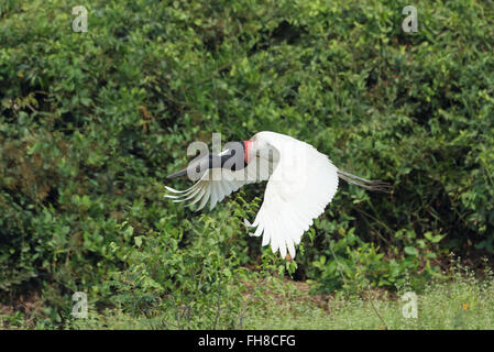 Jabiru mycteria Jabiru () en vol, Pantanal, Mato Grosso, Brésil Banque D'Images