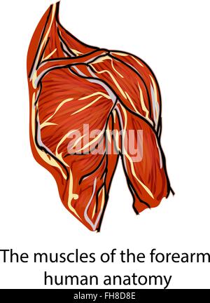 Les muscles. Les fibres musculaires. Anatomie de la main humaine. Une structure des muscles de l'épaule de la personne, la conception a été simplifi Illustration de Vecteur
