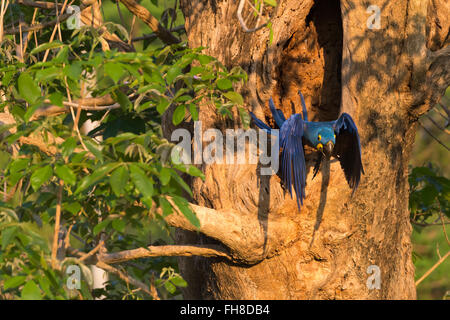 Anodorhynchus hyacinthinus Hyacinth Macaw () volant hors de son nid de l'arbre, Pantanal, Mato Grosso, Brésil Banque D'Images