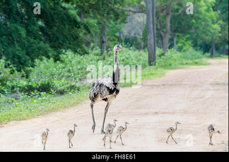 Nandou (Rhea americana) traverser un chemin avec des poussins, Pantanal, Mato Grosso, Brésil Banque D'Images