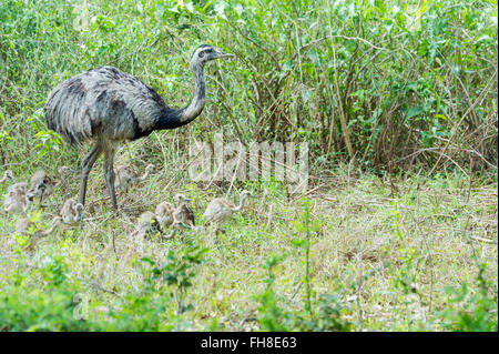 Nandou (Rhea americana) avec les poussins, Pantanal, Mato Grosso, Brésil Banque D'Images