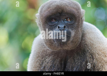 Singe laineux brun également connu sous le nom de singe laineux commun ou de Humboldt (singe laineux Lagothrix lagotricha), l'état d'Amazonas, Brésil Banque D'Images