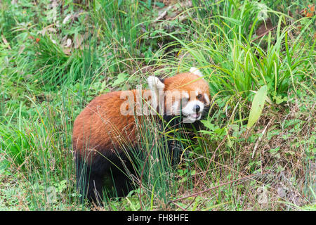 Le panda rouge (Ailurus fulgens), province du Sichuan, Chine Banque D'Images