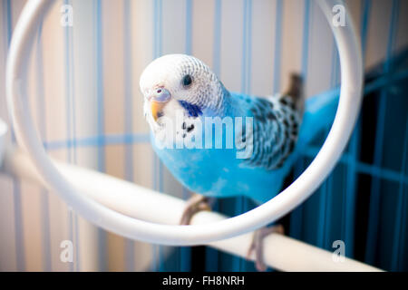 Portrait d'un bébé mâle bleu, perruche, dans une cage. Profondeur de champ Banque D'Images