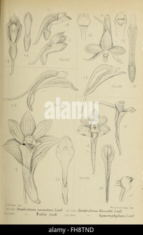 *Die Orchideen von Java* (1905) est une étude détaillée des espèces d ...