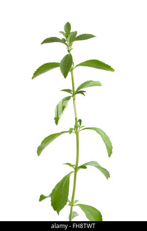 Fresh brindille de Stevia Sweet Leaf on white background Banque D'Images