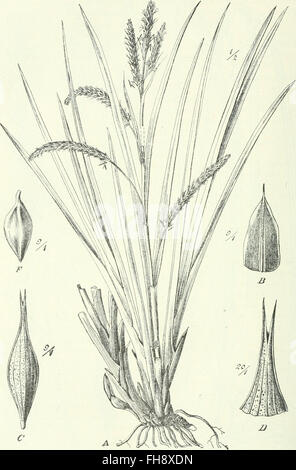 Die Pflanzenwelt Afrikas, insbesondere seiner tropischen Gebiete - Grundzge der Pflanzenverbreitung im Afrika und die Charakterpflanzen Afrikas (1910)', 'Un travail allemand de 1910 explorant la vie végétale de l'Afrique, se concentrant sur les régions tropicales et la distribution des plantes, avec des descriptions détaillées de la flore africaine caractéristique. Banque D'Images