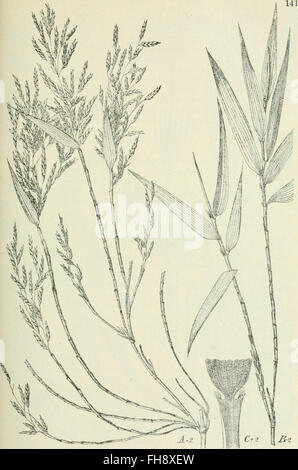 Un ouvrage botanique allemand de 1910 discutant de la vie végétale de l'Afrique, avec un accent sur les régions tropicales, la distribution des plantes et les plantes caractéristiques du continent. Banque D'Images