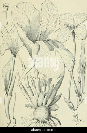 Un travail allemand sur la vie végétale en Afrique, axé sur les régions tropicales et la distribution des plantes à travers le continent. Banque D'Images