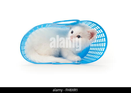 Mignon chaton blanc aux yeux bleus se cache dans un panier en plastique bleu sur fond blanc Banque D'Images