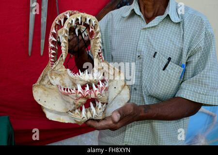 La mâchoire de requin - Marché à PAITA. .Département de Piura au Pérou Banque D'Images