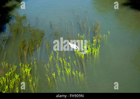 Cygne muet de manger des plantes aquatiques dans la rivière Aar, Strasbourg, Alsace, France Europe Banque D'Images