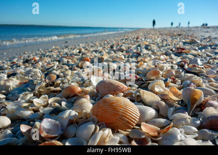 Les coquillages sur une plage du golfe du Mexique dans le sud-ouest de la Floride, USA Banque D'Images