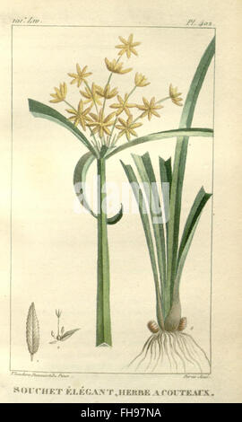 La «flore médicale des Antilles» se concentre sur les plantes médicinales des Antilles et fournit des descriptions détaillées de leurs utilisations et applications en médecine locale. Banque D'Images