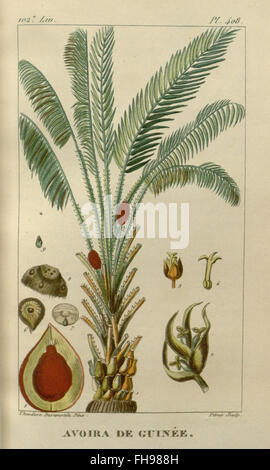 Flore médicale des Antilles, ou, Traité des plantes Usuelles, botanique, médical, plantes médicinales, Missouri Botanical Garden, bibliothèque Peter H. Raven, Antilles Banque D'Images