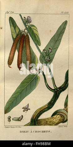 Flore médicale des Antilles, ou, Traité des plantes usuelles, Botany, Medical, Medicinal plants, Missouri Botanical Garden, bibliothèque Peter H. Raven, Antilles Banque D'Images