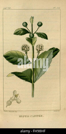 Flore médicale des Antilles, ou, Traité des plantes usuelles, botanique, botanique, médical, plantes médicinales, jardin botanique du Missouri, bibliothèque Peter H. Raven, Antilles Banque D'Images