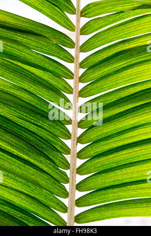 Ravenea moorei. Palmier à Kew Palm House. Kew Gardens, London, UK Banque D'Images