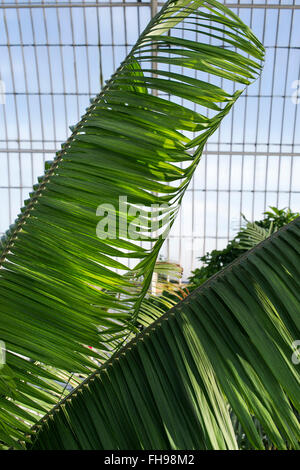 Ravenea moorei. Palmier à Kew Palm House. Kew Gardens, London, UK Banque D'Images