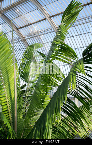 Ravenea moorei. Palmier à Kew Palm House. Kew Gardens, London, UK Banque D'Images