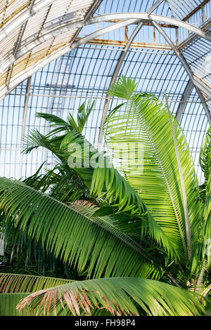 Ravenea moorei. Palmier à Kew Palm House. Kew Gardens, London, UK Banque D'Images