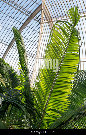 Ravenea moorei. Palmier à Kew Palm House. Kew Gardens, London, UK Banque D'Images