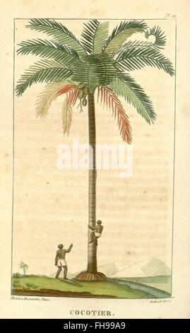 Flore médicale des Antilles, ou, Traité des plantes usuelles, Botany, Medical, Medicinal plants, Missouri Botanical Garden, bibliothèque Peter H. Raven, Antilles Banque D'Images