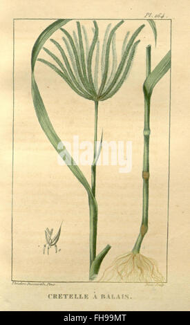 Flore médicale des Antilles, un ouvrage botanique sur les plantes médicinales des Antilles, documentant leurs usages et propriétés, hébergé au Missouri Botanical Garden. Banque D'Images