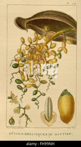 Une étude détaillée des plantes médicinales des Antilles, centrée sur leurs utilisations en botanique et en médecine, archivée au Missouri Botanical Garden Banque D'Images