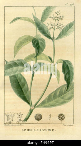 Une étude botanique et médicale détaillée des plantes des Antilles, mettant en valeur les plantes médicinales de la collection du jardin botanique du Missouri. Banque D'Images